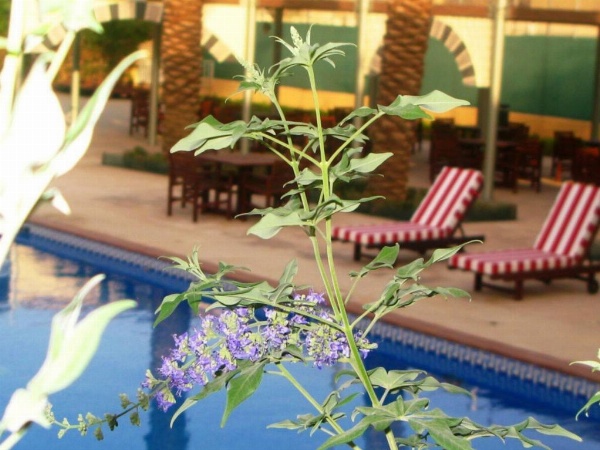 Holiday Inn Riyadh Izdihar, an IHG Hotel image 14